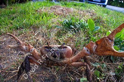 Tupa crab on the island of Moorea.