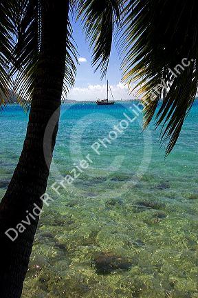 Lagoon and palm tree on the island of Moorea.