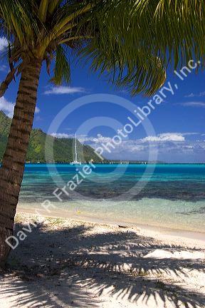 Beach scene with lagoon and palm tree on the island of Moorea.