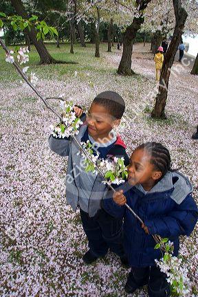 African american children smelling cherry blossoms near the Jefferson Memorial and Tidal Basin in Washington, D.C.