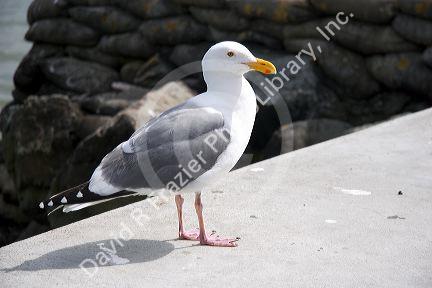 A California gull in San Francisco, California.