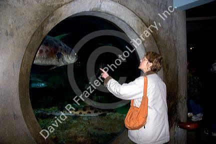 Visitor looking at fish in the Monterey Bay Aquarium at Monterey, California.