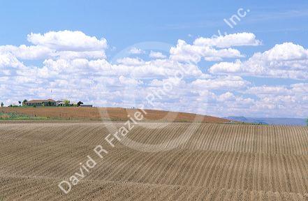 Freshly planted field in Southwest Idaho.
