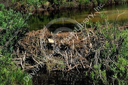 Beaver dam.