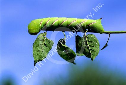 Caterpillar on a leafstem of a tree. Wild Cherry Sphinx (Sphinx drupiferarum)
