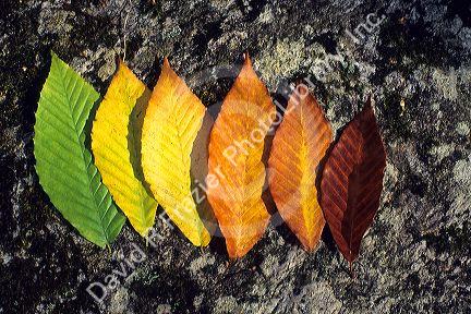 Autumn leaves displayed showing progession of color change on a granite rock in Vermont.