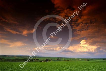 Pea fields and clouds in North Idaho.