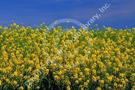 Crop of rapeseed/canola in Grangeville, Idaho.