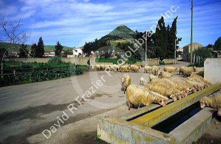 Sheep herder in Sardinia, Italy.