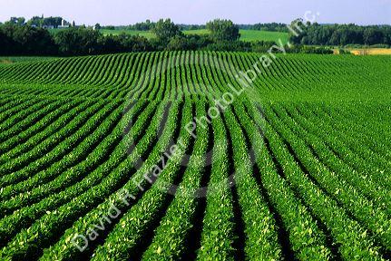 Soybean field in Waterville, Minnesota.