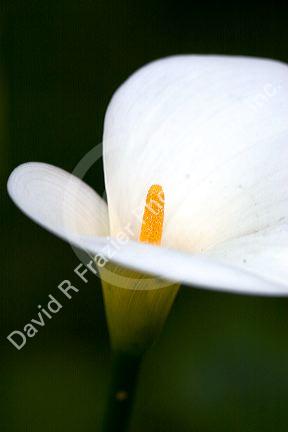 A white calla lily in Monterey, California.