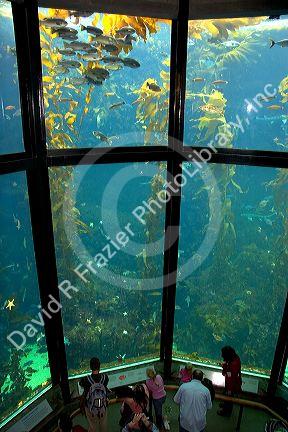 Kelp forest display at the Monterey Bay Aquarium in Monterey, California.