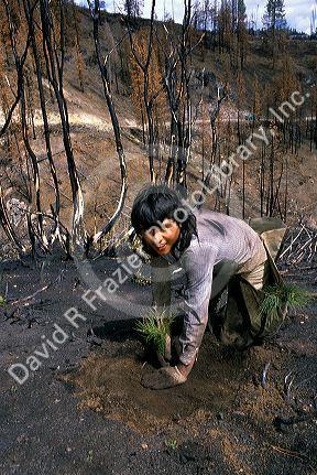 Reforestation, planting trees after a forest fire in Idaho.
