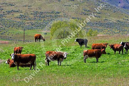 Cattle graze in a pasture along the Payette River near Emmett, Idaho.