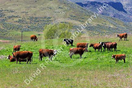 Cattle graze in a pasture along the Payette River near Emmett, Idaho.