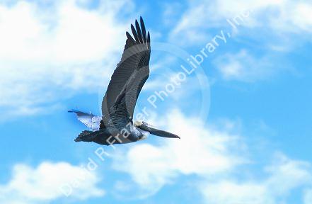 Florida brown pelican flying through the air.