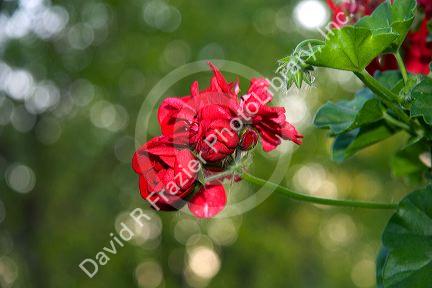 The red blossom of a geranium plant.