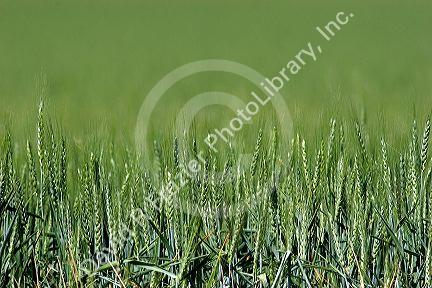 Green unripe wheat field near Pendleton, Oregon.
