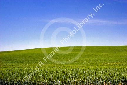 Field of green unripe wheat near Pendleton, Oregon.