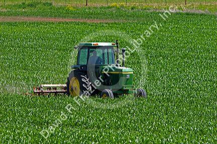 Cultivating corn near Sunnyside, Washington.