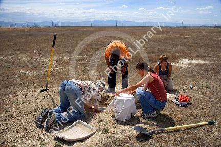 Wildlife biologists collecting fledgling burrowing owls for research near Mountain Home, Idaho.