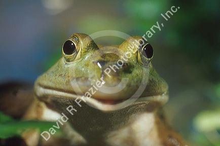 Bull Frog.