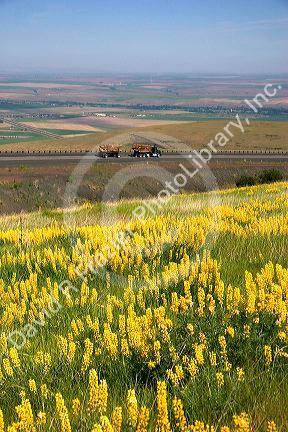 Yellow lupine growing along Interstate 84 with a logging truck traveling in the background near Pendleton, Oregon.