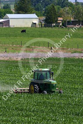 Cultivating corn near Sunnyside, Washington.