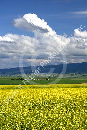 Canola rapeseed crop at Grangeville, Idaho.