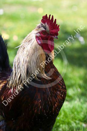 Salmon Faverolle rooster in Oregon.