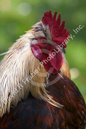 Salmon Faverolle rooster in Oregon.