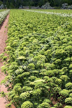 A crop of male and female carrots with seed heads in Canyon County, Idaho.