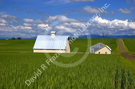 Green unripe wheat fields and farm at Grangeville, Idaho.