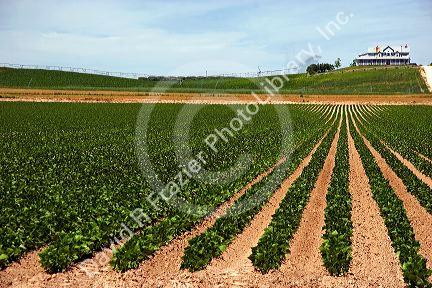 Rows of beans grow in Canyon County, Idaho.