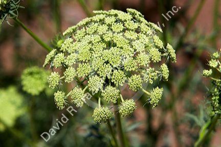 The seed head of a female carrot plant in Canyon County, Idaho.