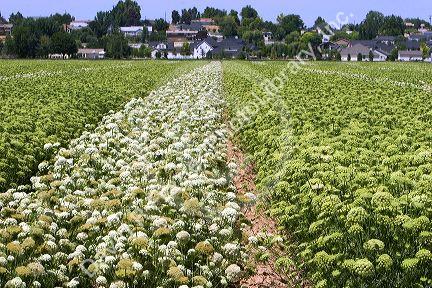 Rows of male and female carrot plants with seed heads in Canyon County, Idaho.