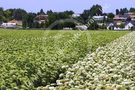Rows of male and female carrot plants with seed heads in Canyon County, Idaho.