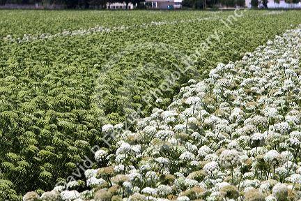 Rows of male and female carrot plants with seed heads in Canyon County, Idaho.