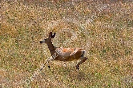 Mule deer doe in Northern Oregon.