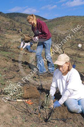 Student volunteers planting sage brush in an area burned by a wild fire.