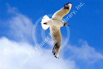 A gull flies over the North Sea on the coast of France.