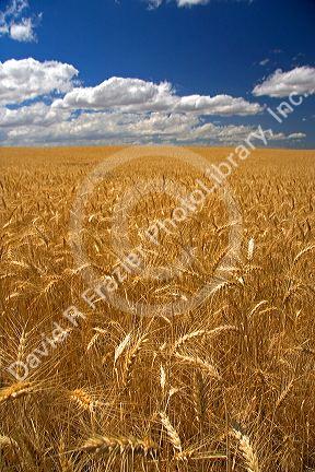 Ripe wheat field ready for harvest in Northern Oregon.