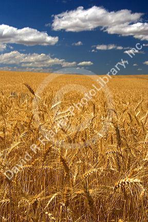 Ripe wheat field ready for harvest in Northern Oregon.