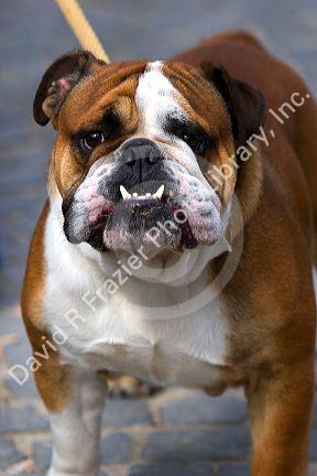 An english bulldog in Belgium.