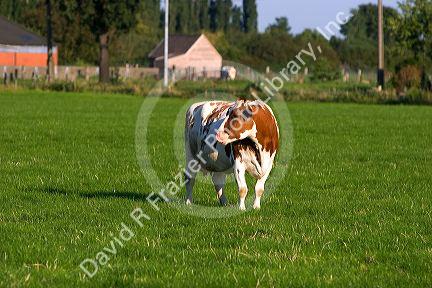 Cows graze on a farm in northern Belgium.
