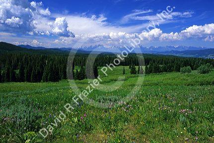 Wildflowers and wilderness at Grand Teton National Park in Wyoming.