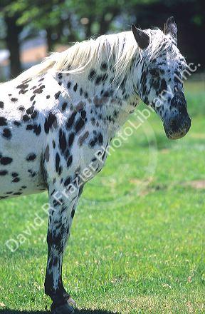 Appaloosa horse.