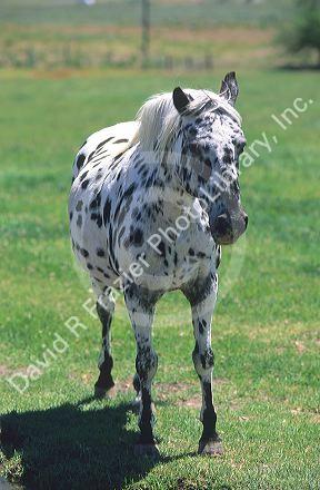 Appaloosa horse.