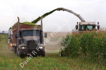 Silage corn harvest in Twin Falls County, Idaho.