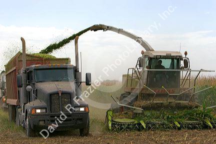 Silage corn harvest in Twin Falls County, Idaho.